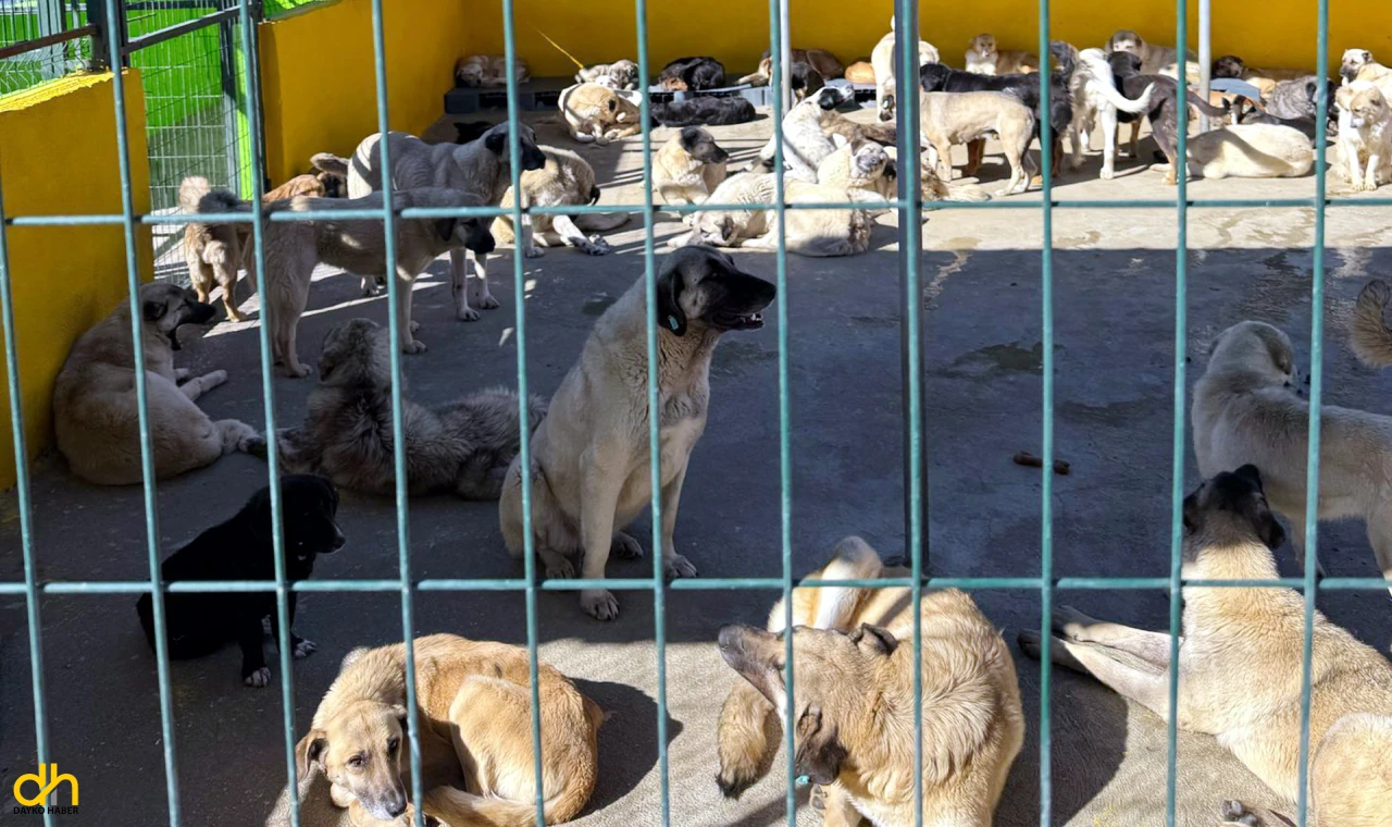 Tekirdağ Barosu, Hayvan Hakları İçin Saha Ziyareti Gerçekleştirdi