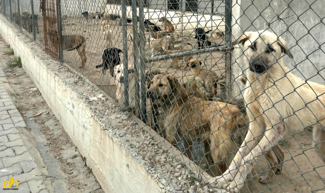 Tekirdağ Barosu, Barınak Ziyaretlerine Devam Ediyor