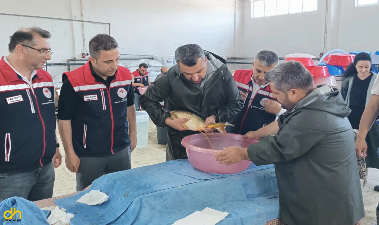 Edirne’de bu yıl milyonlarca balık yavrusu üretilmesi planlanıyor
