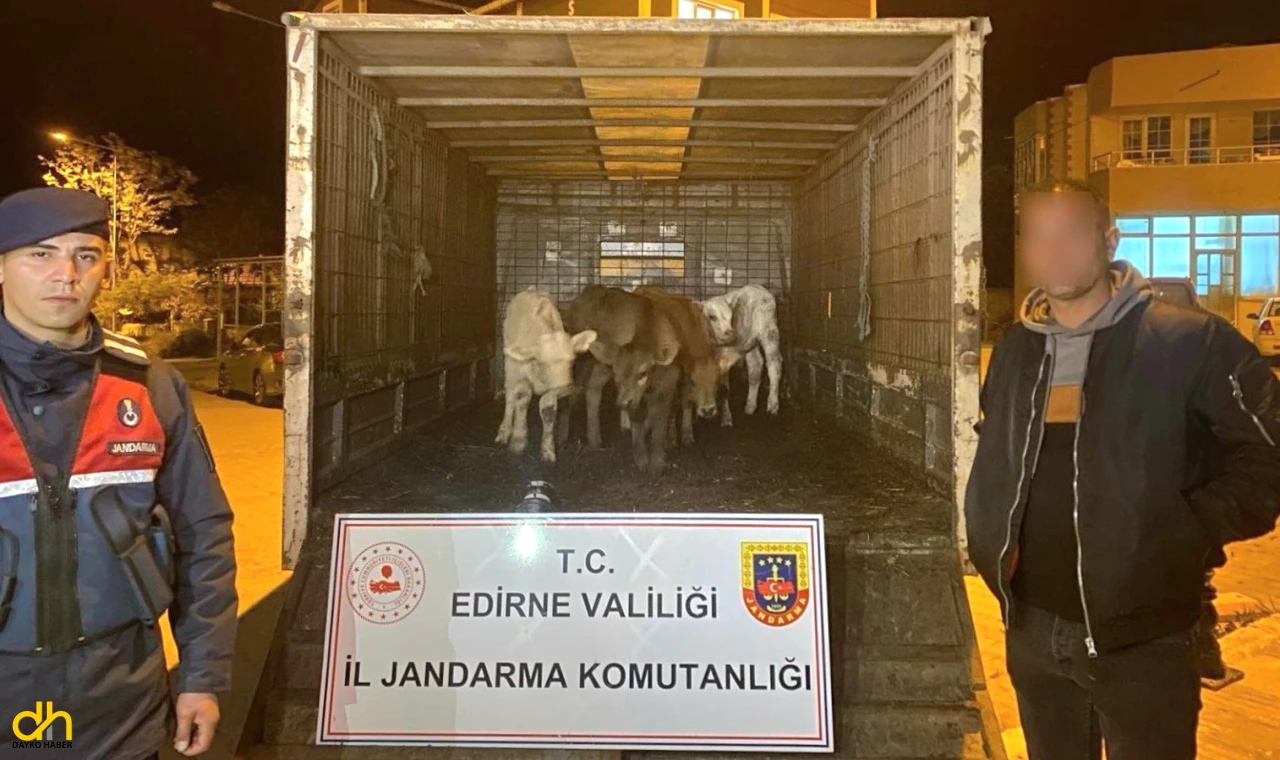 Jandarma çalınan 6 çiftlik hayvanını dron ile buldu
