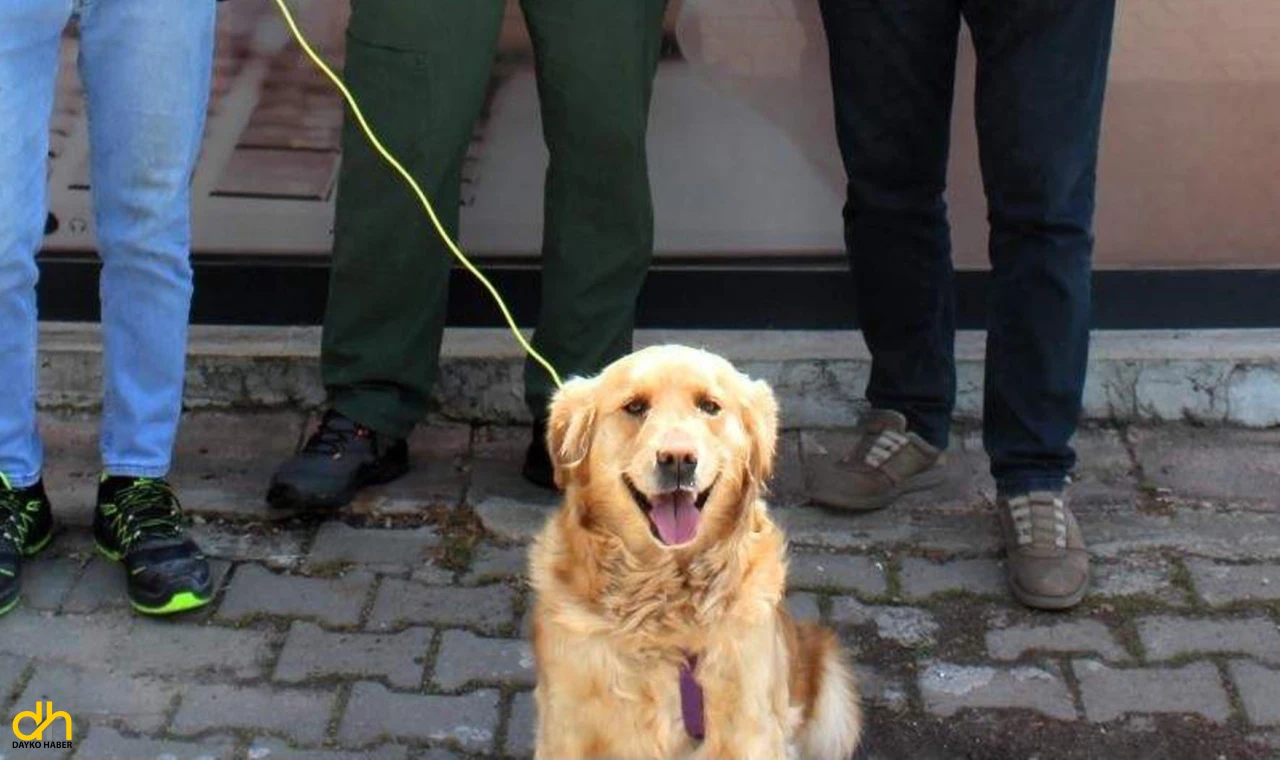 Kayıp köpek, mikroçip sayesinde sahibine teslim edildi
