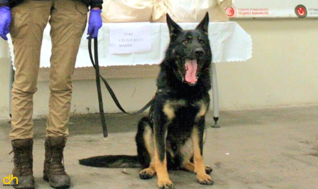 Otobüsteki 77 kilo uyuşturucu hapı Neptun buldu