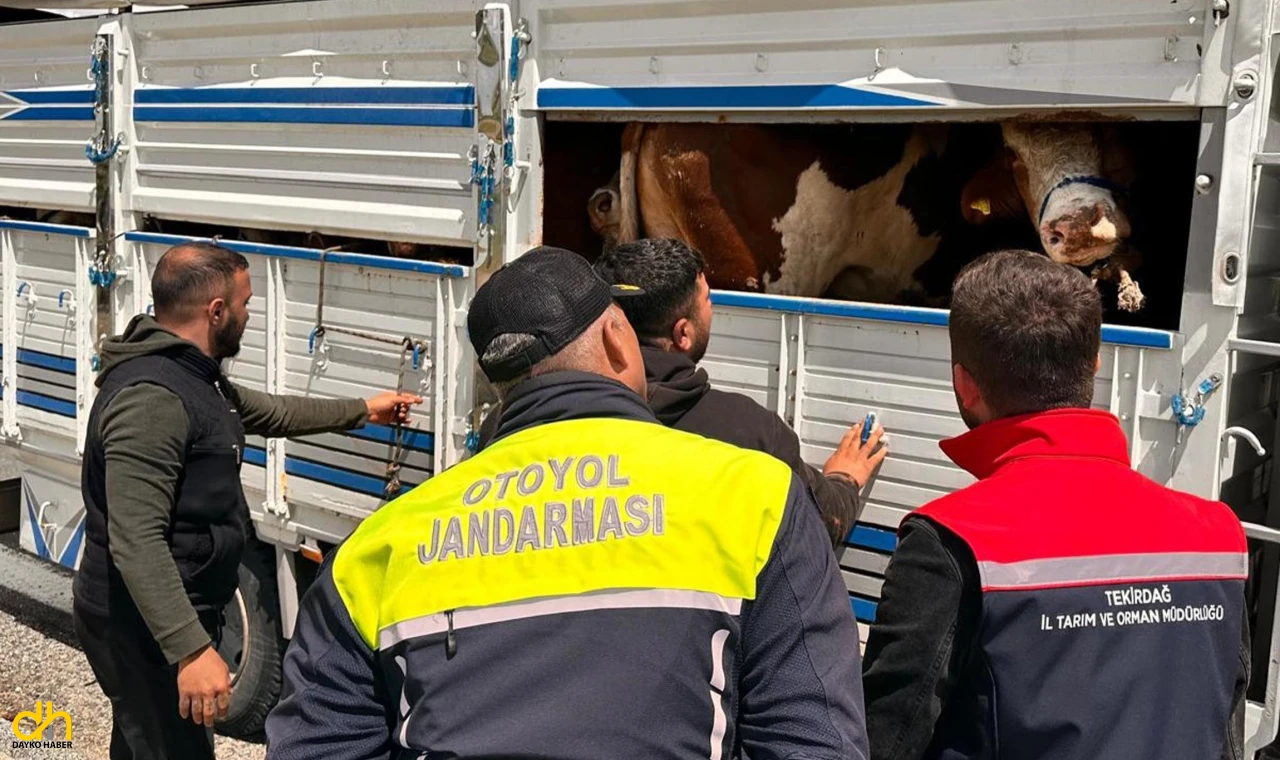 Tekirdağ’a kaçak hayvan getiren besiciye 105 bin lira ceza