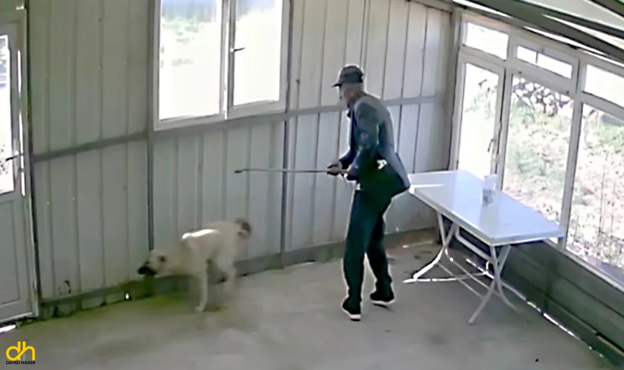 Yaşlı adam köpeği bastonuyla darp etti