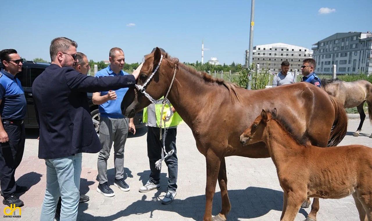 Başıboş dolaşan atlar toplanıyor