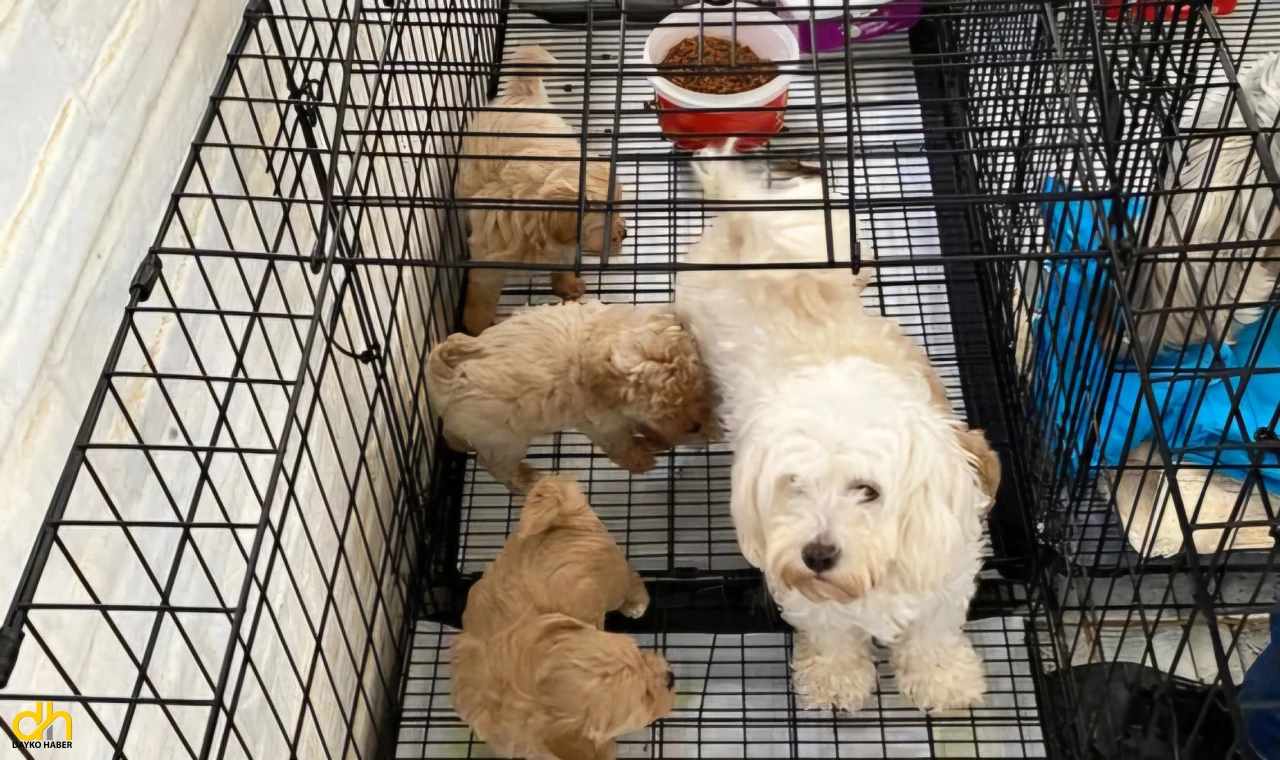 Kaçak olarak cins köpek üretimi yapılan adrese baskın düzenlendi