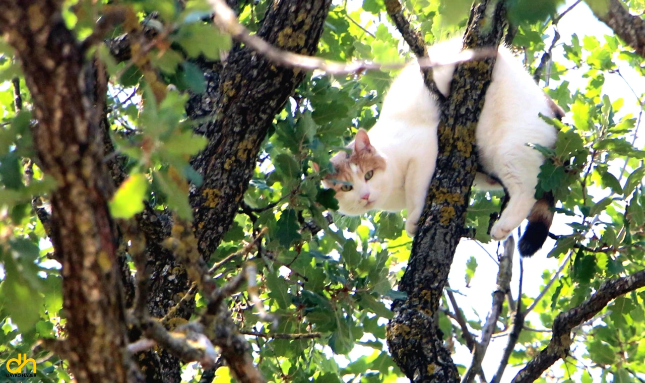 Kedi inat etti ağaçtan inmedi, devreye vali girdi