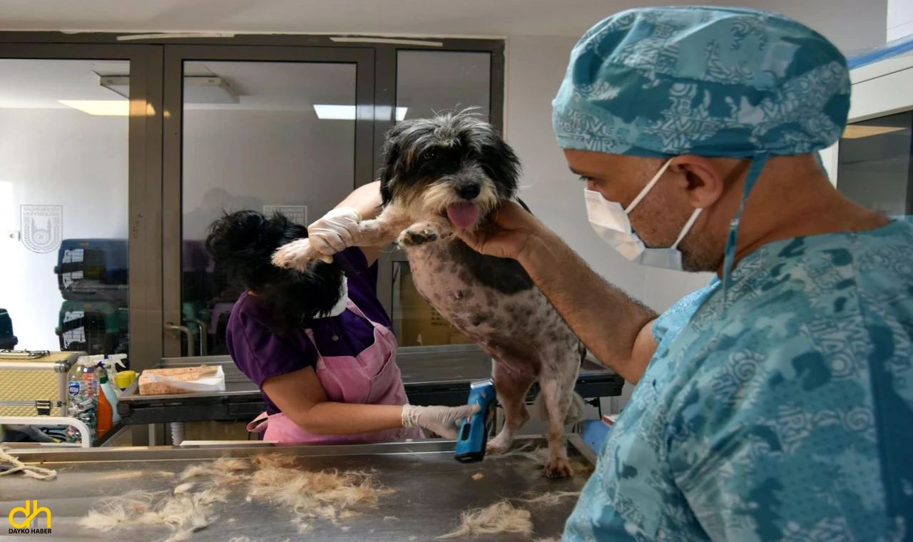 Sahiplendirilecek can dostları sağlık kontrolünden geçirdiler
