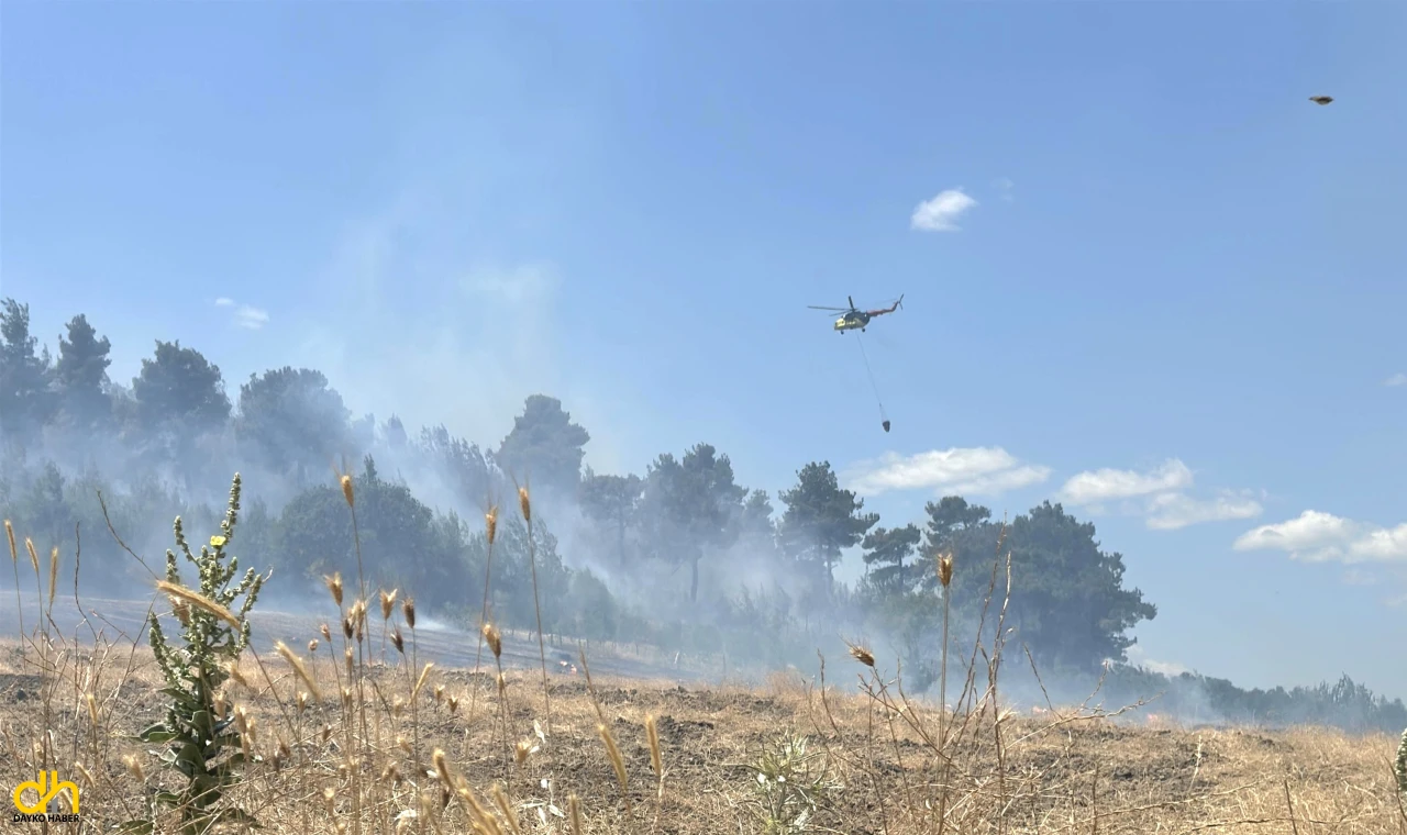 Tarlada çıkan yangın ormana sıçradı