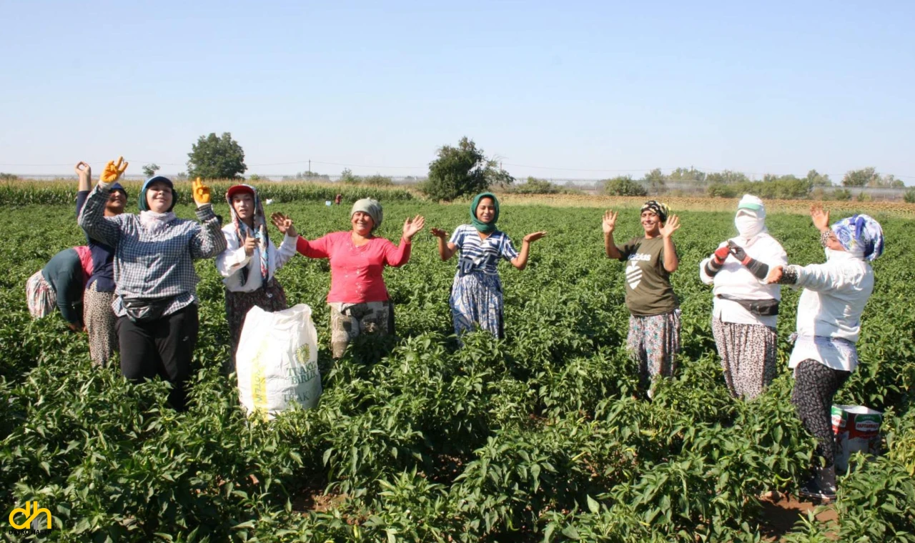 Göbek atıp ‘acı biber’ topladılar