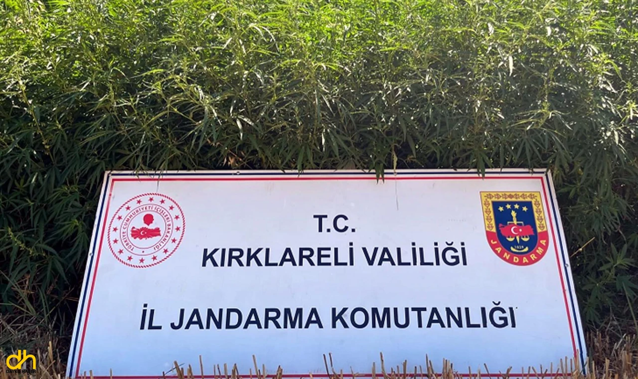 Kırklareli’de 754 bin kök Hint keneviri ele geçirildi