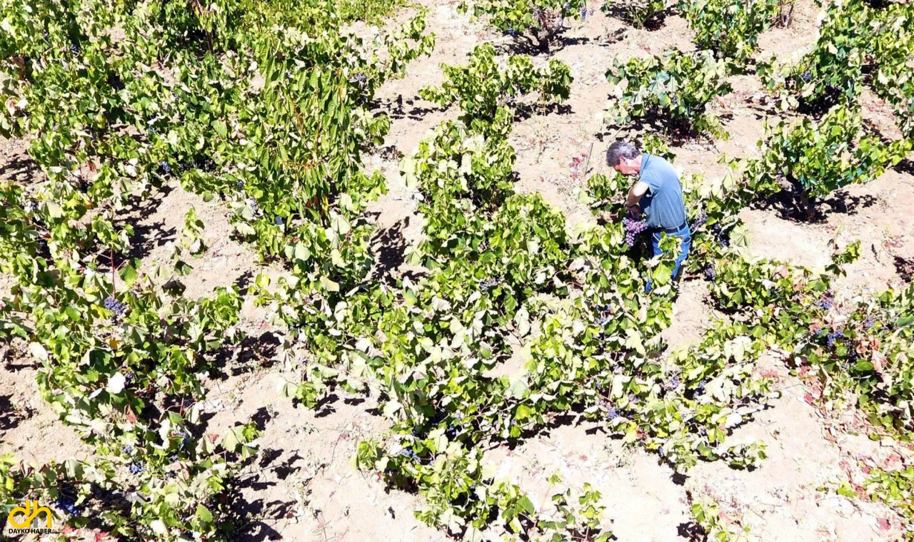 Tekirdağ’da kuraklık üzümde rekolte ve kalite kaybına neden oldu