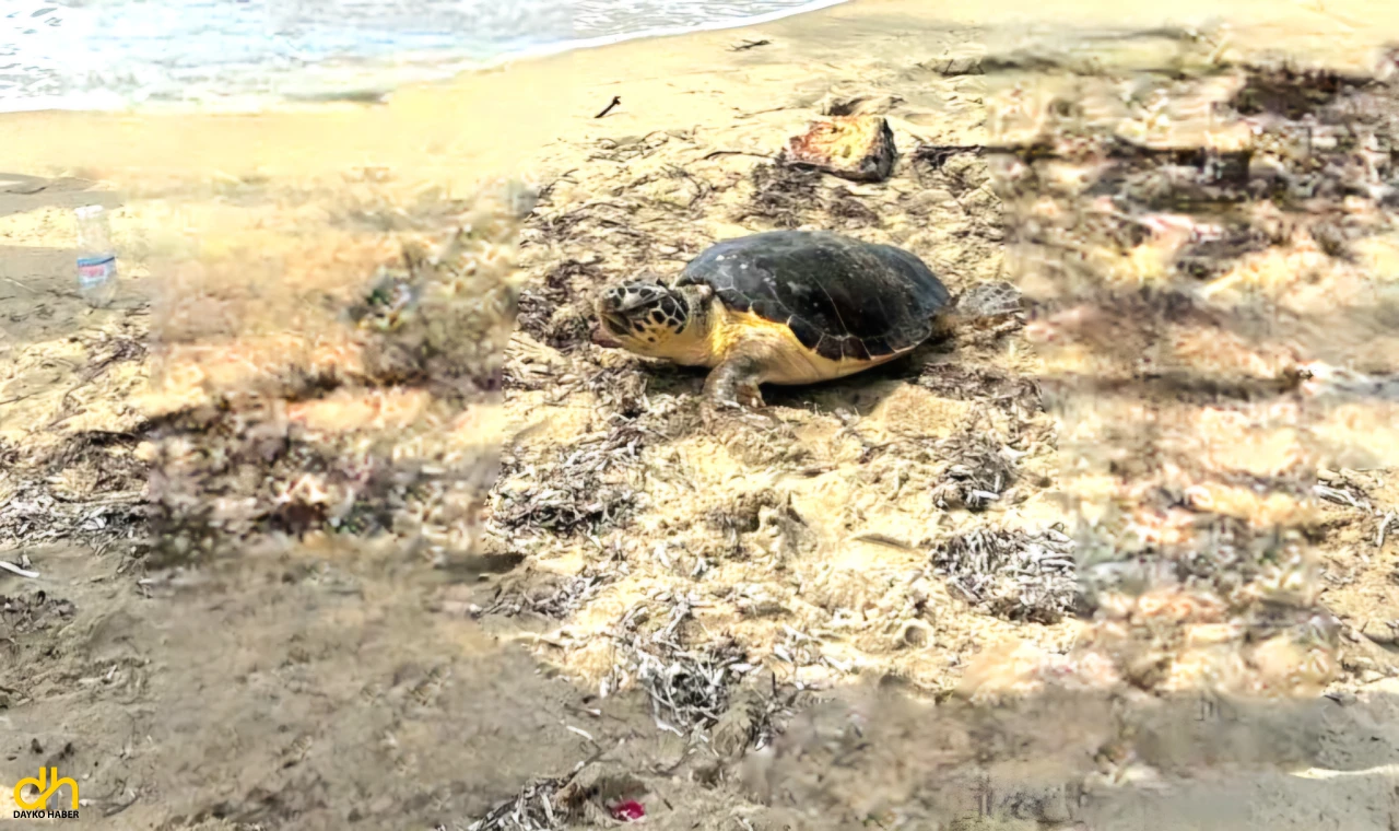Yaralı caretta caretta tedaviye alındı