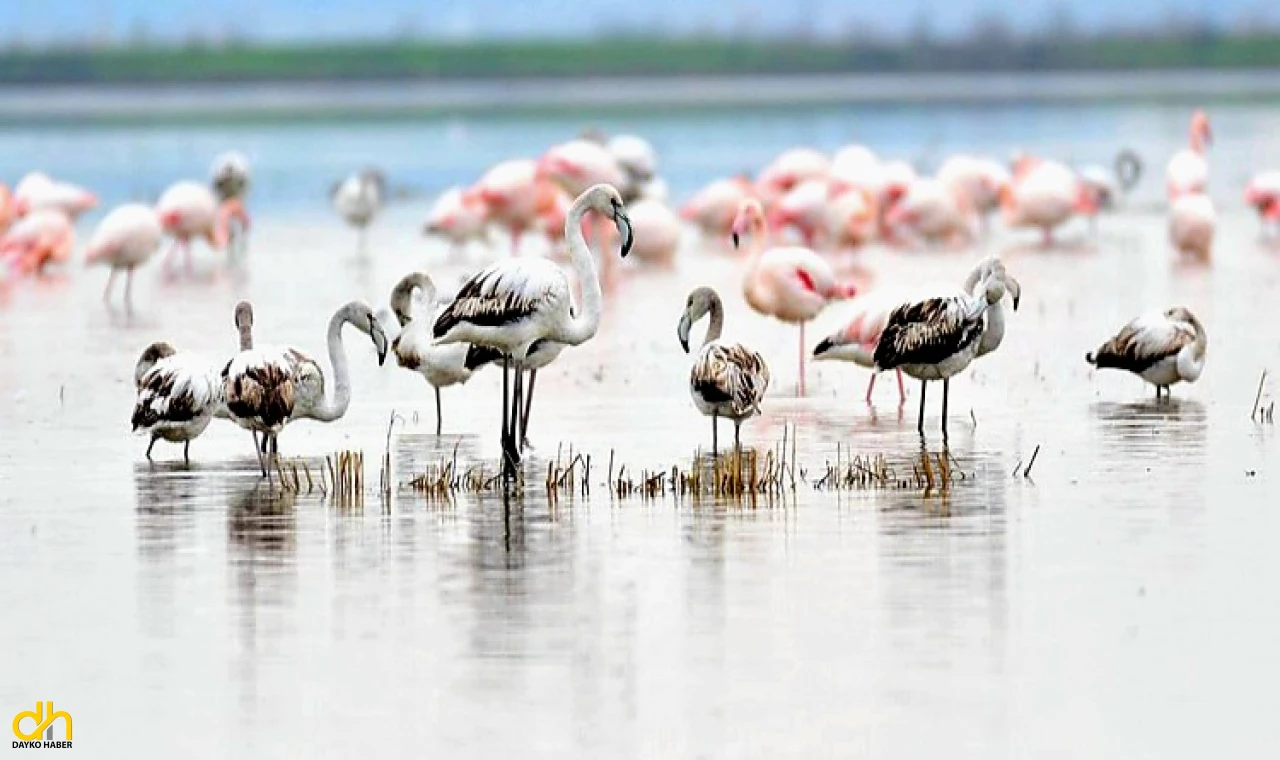 Keşan KKYK: “Gala Gölü’nü yok etme projesini durdurun”
