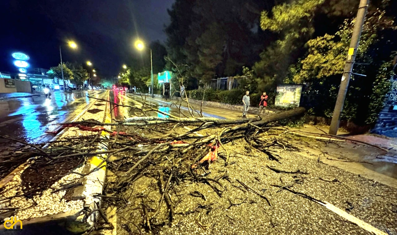Kuvvetli yağış nedeniyle ağaç yola devrildi