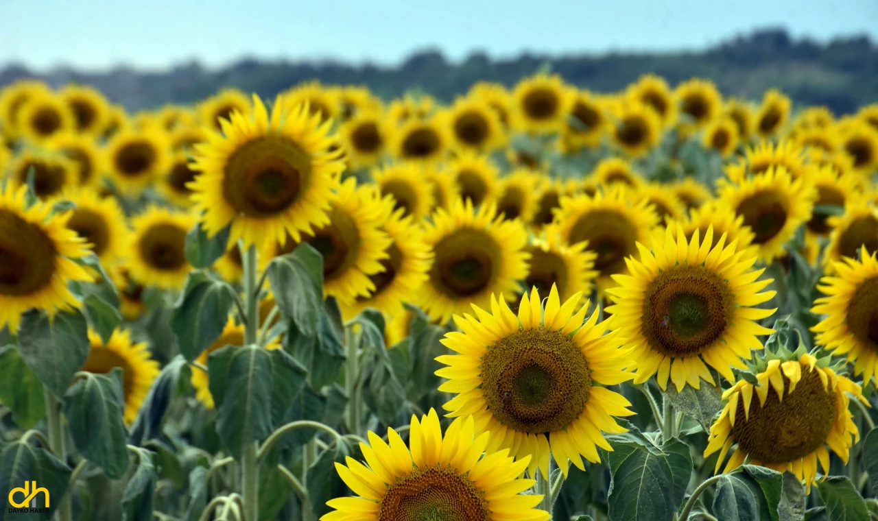 Kuraklık nedeniyle üretici ayçiçeğinden uzaklaşıp, buğday ekimine yöneldi