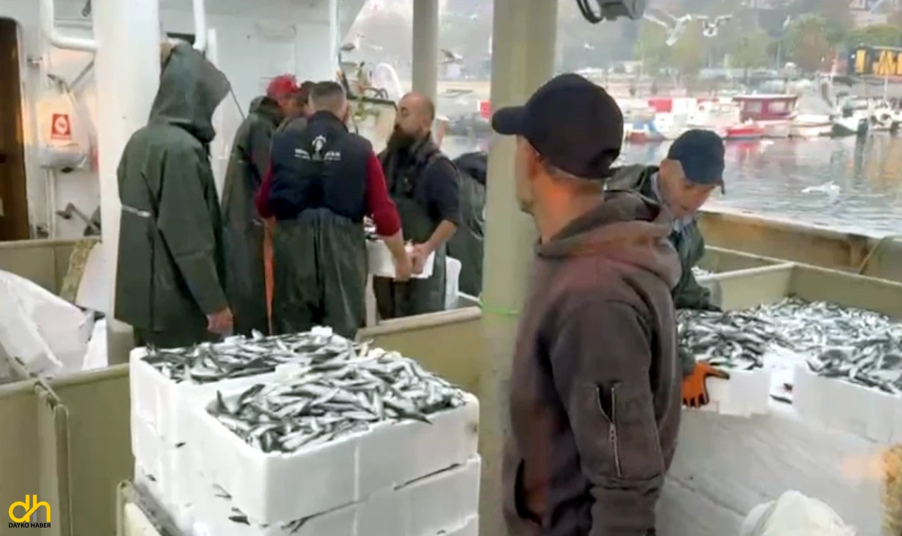 Marmara'da hamsi ve sardalya bereketi