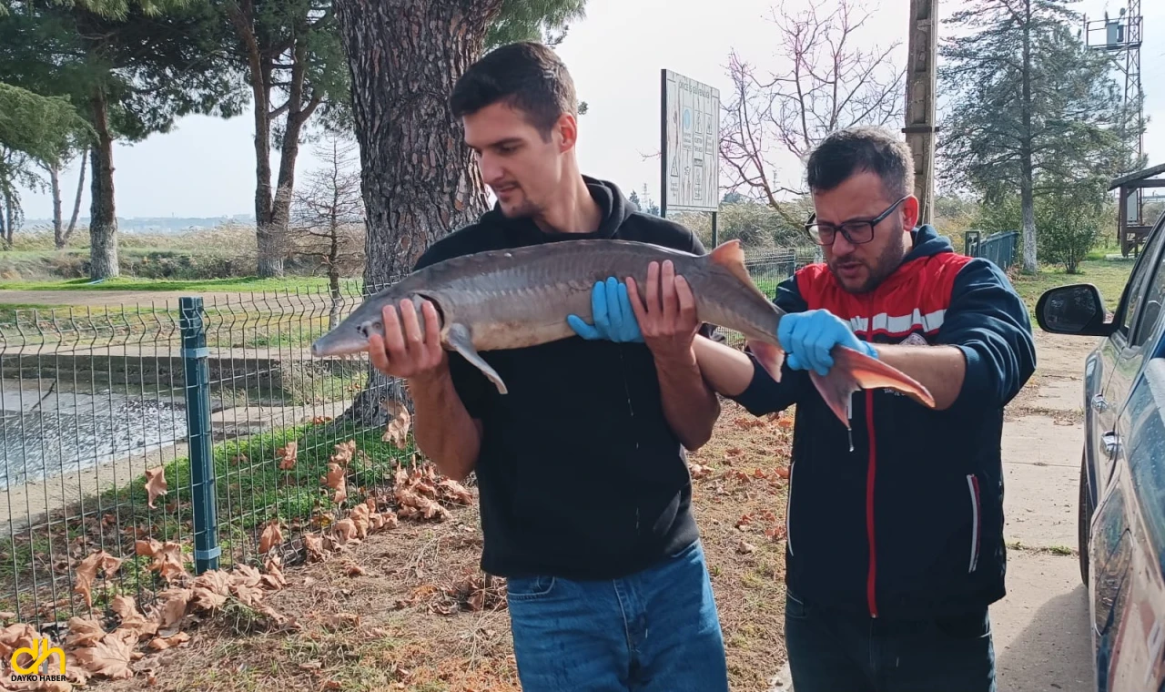 Nesli tükenme tehlikesindeki ‘mersin balığı’nı yetkilere teslim etti