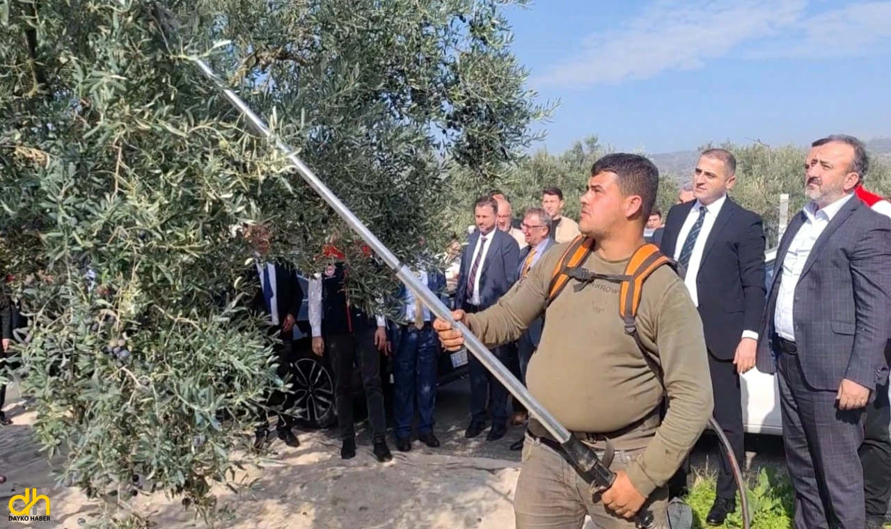 Şarköy'de, zeytin hasat etkinliği düzenlendi