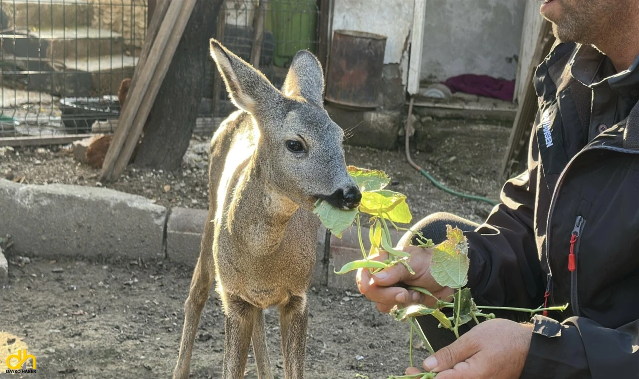 Yavru karacayı 5 aydır elleriyle besliyor