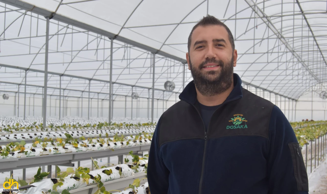 4 bin metrekarelik serada dört mevsim topraksız çilek üretiyor