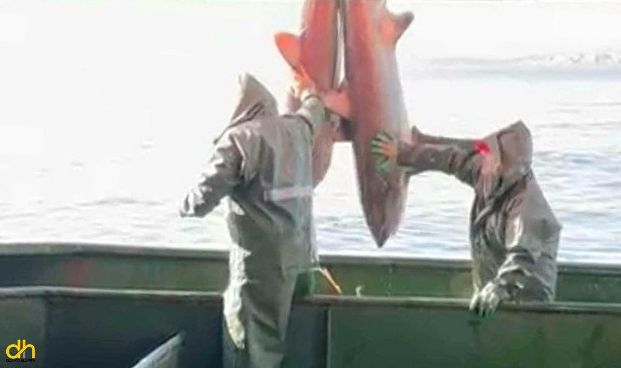 Ağlarına takılan 2 köpek balığını doğal ortamına bıraktılar