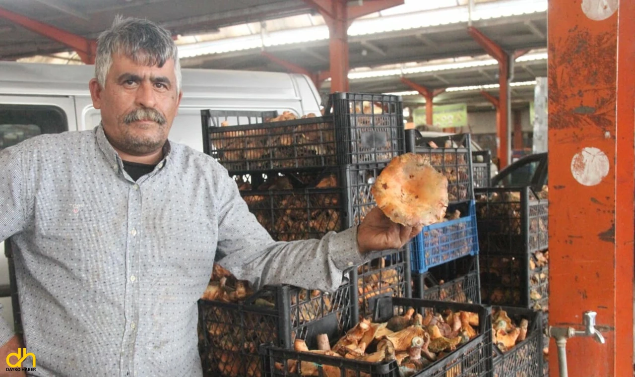 Kaz Dağları’ndan toplanan mantar köylünün gelir kapısı oldu