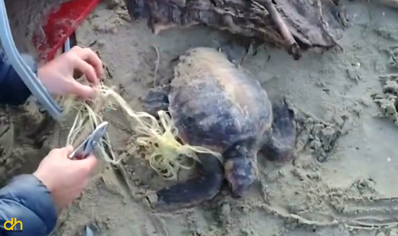 Misina ve ipe dolanan caretta carettayı vatandaşlar kurtardı