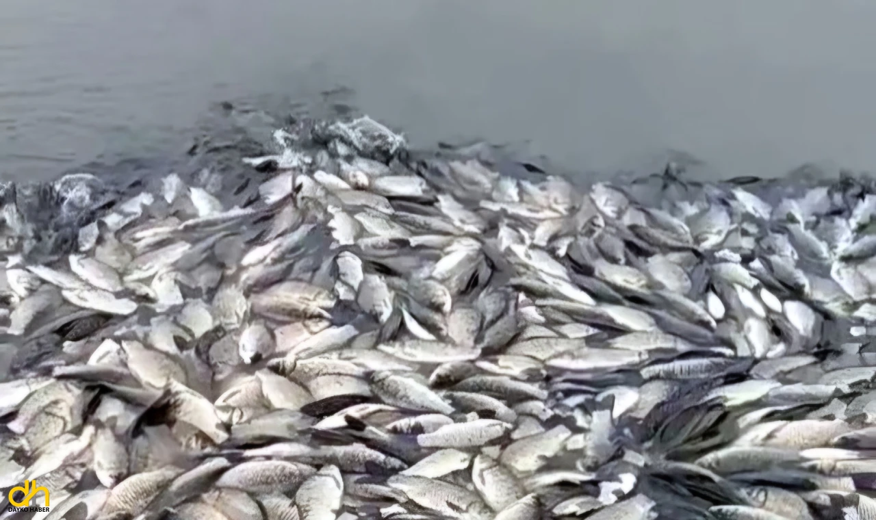 Göletteki balık ölümlerine inceleme başlatıldı