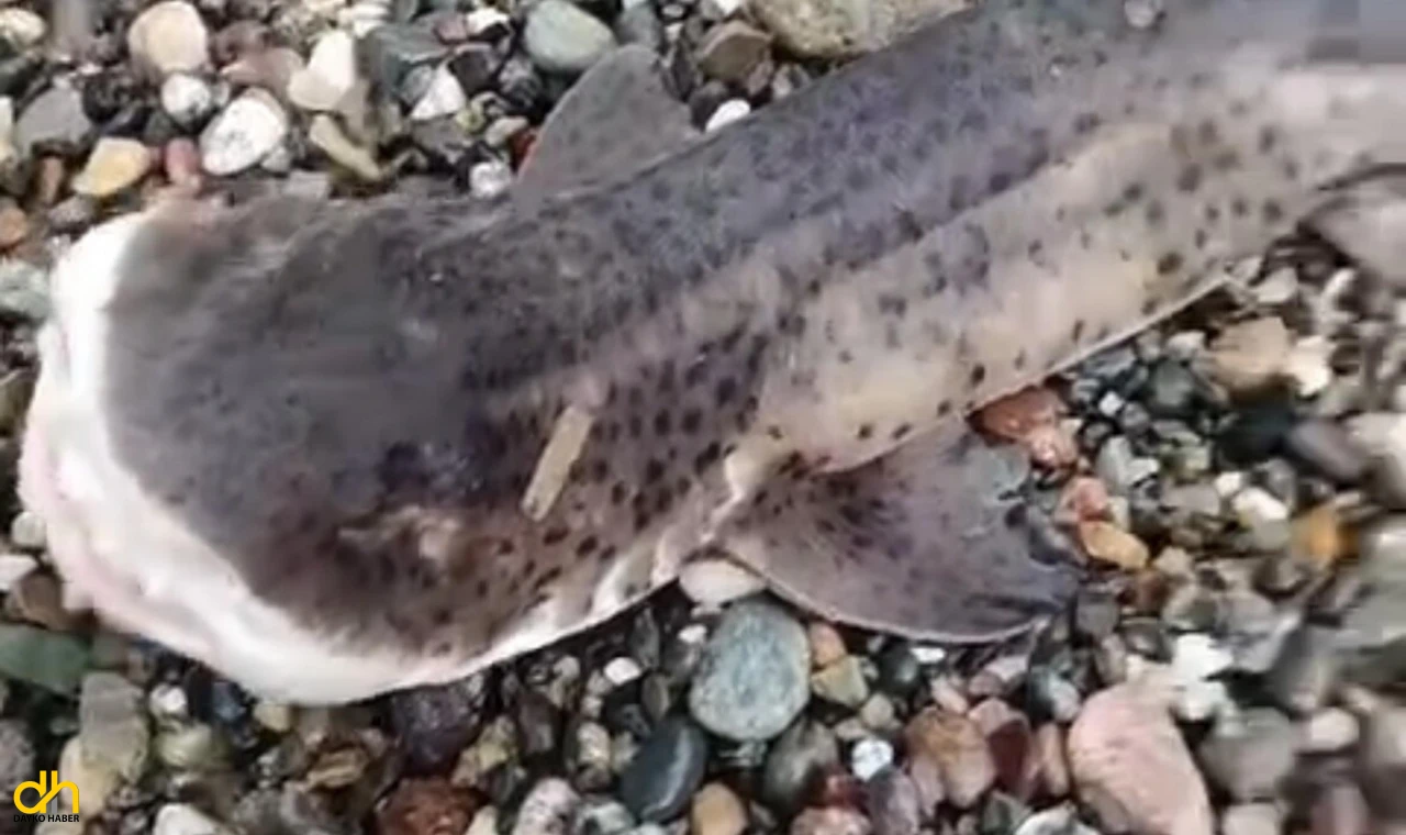 Amatör balıkçıların oltasına yavru köpek balığı takıldı