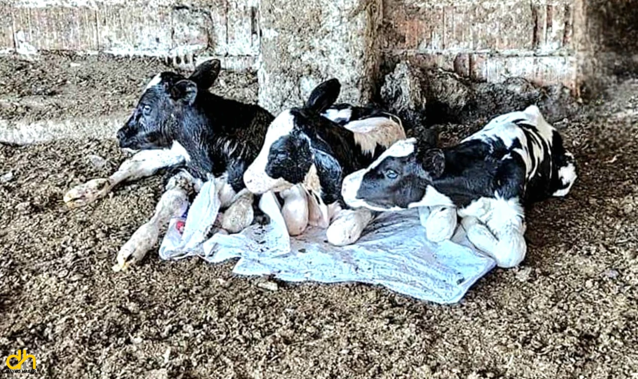Besici çiftin üçüz buzağı sevinci