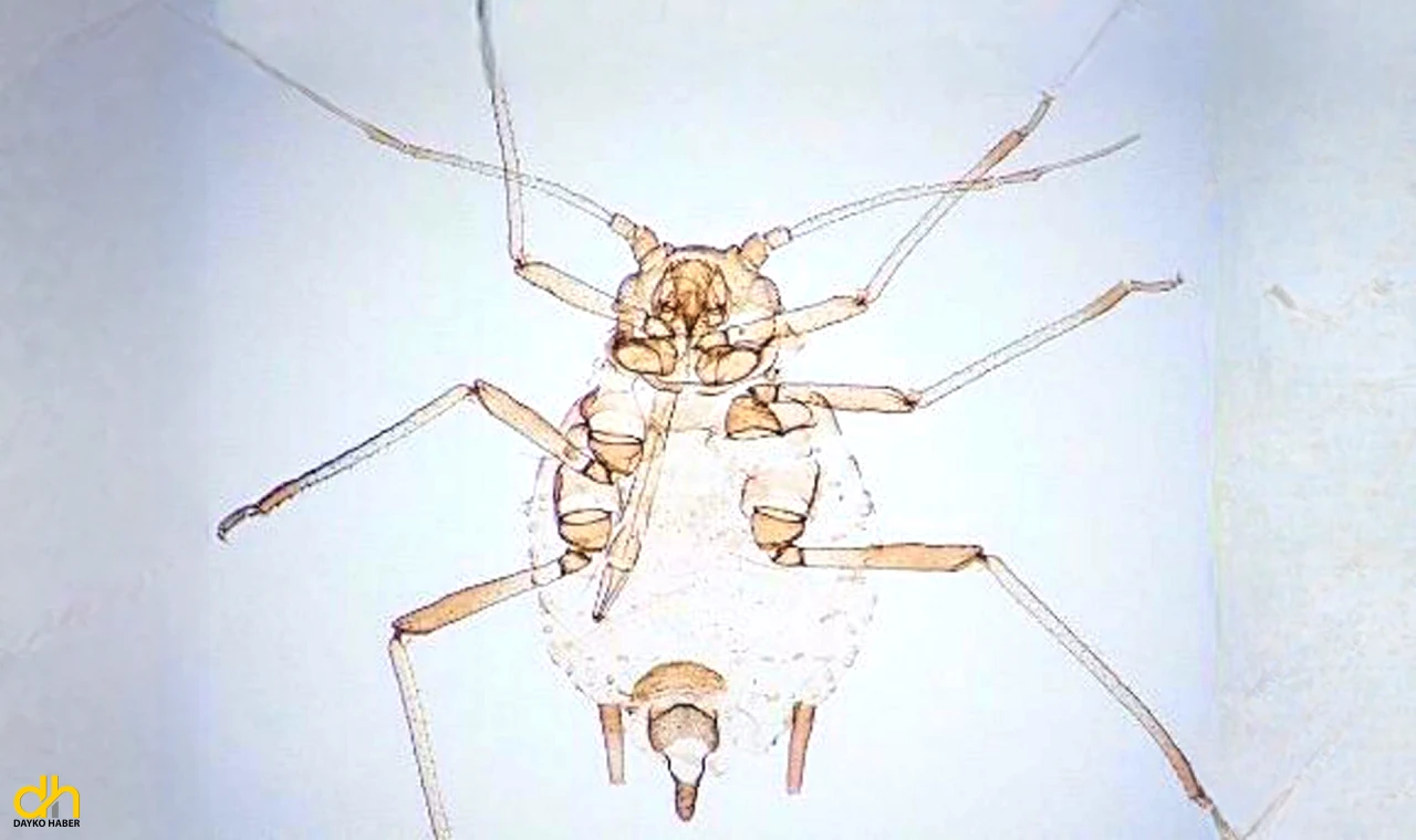 Kaz Dağları’nda yeni bir böcek türü keşfedildi