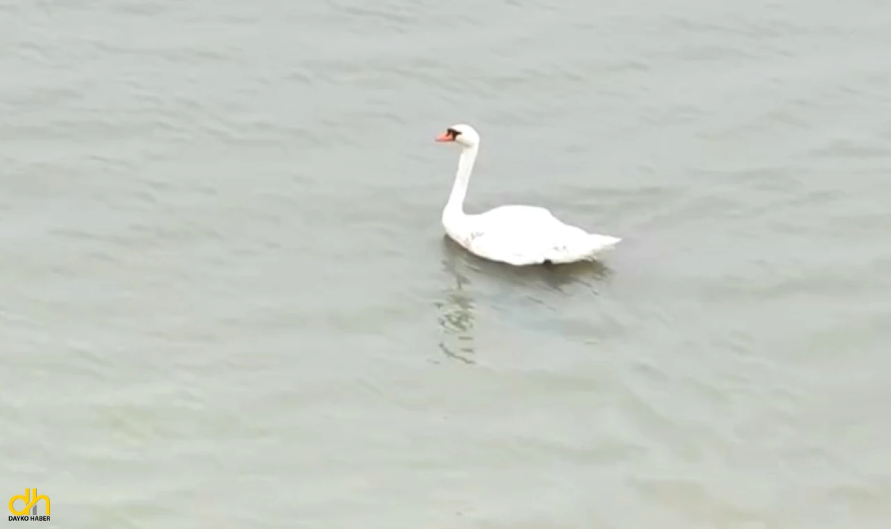 Ankara’da tedavi edilen kuğu, Edirne’de doğaya bırakıldı