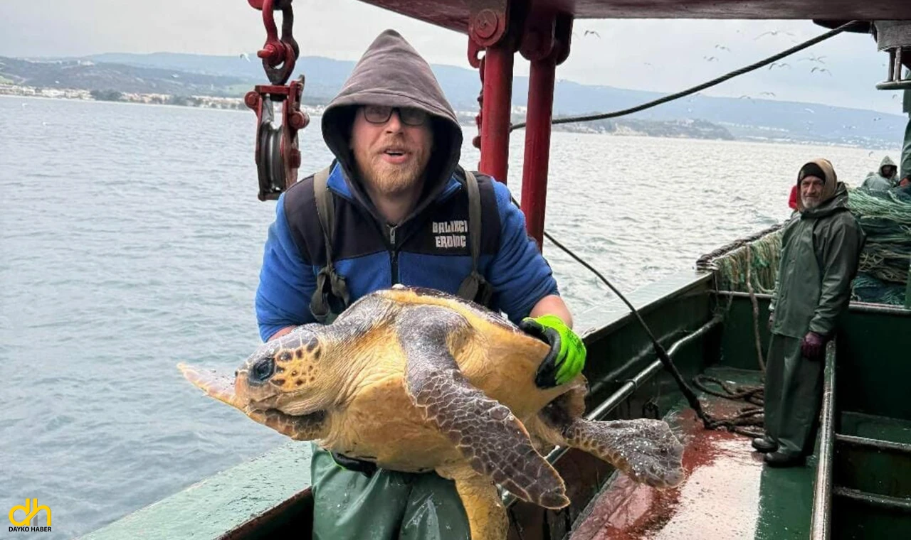 Balık ağına takılan caretta caretta kurtarıldı