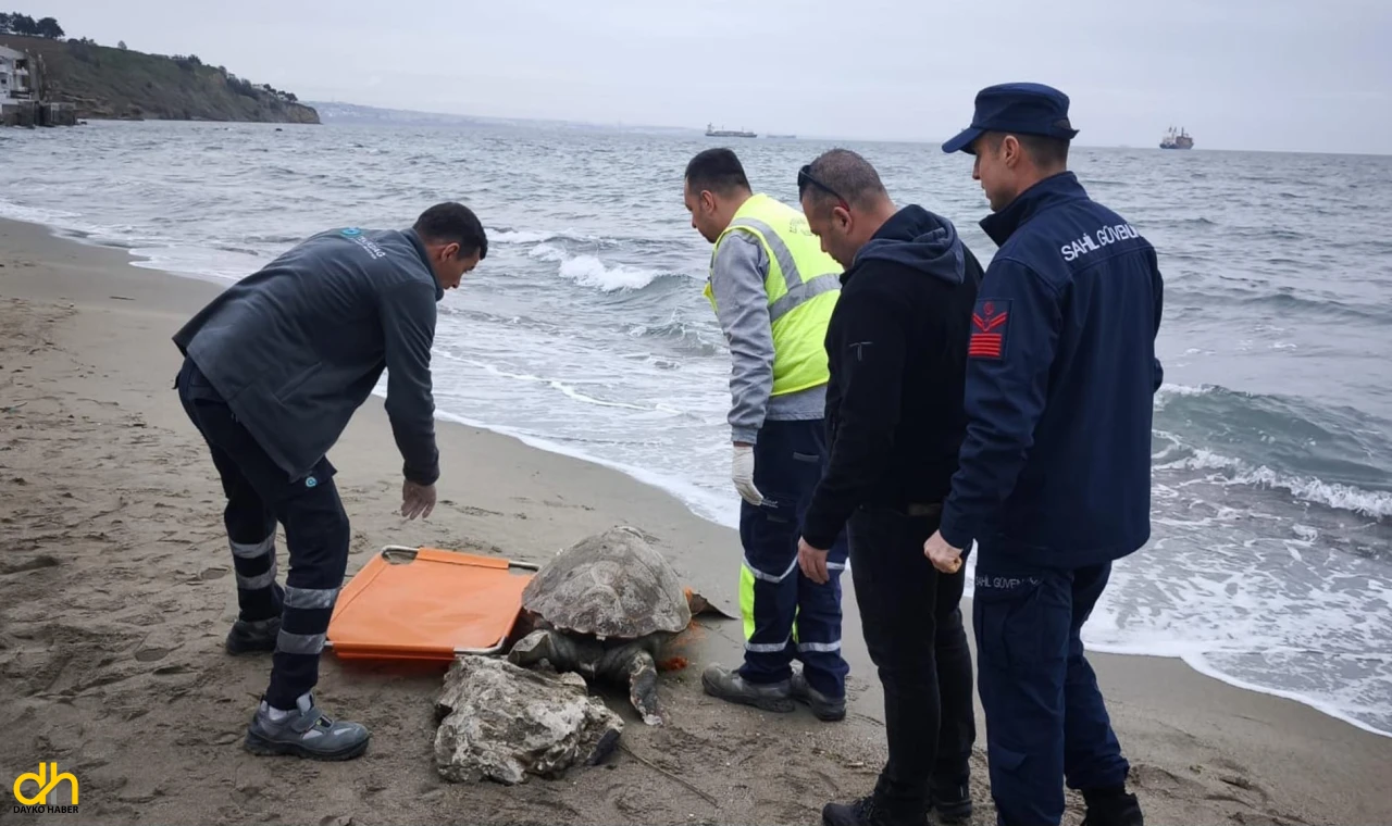 Caretta Caretta Kıyıya Vurdu