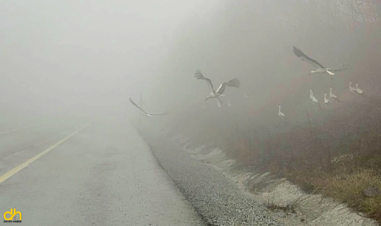 Göç yolundaki leylekler, yoğun sis nedeniyle Kırklareli’de mola verdi