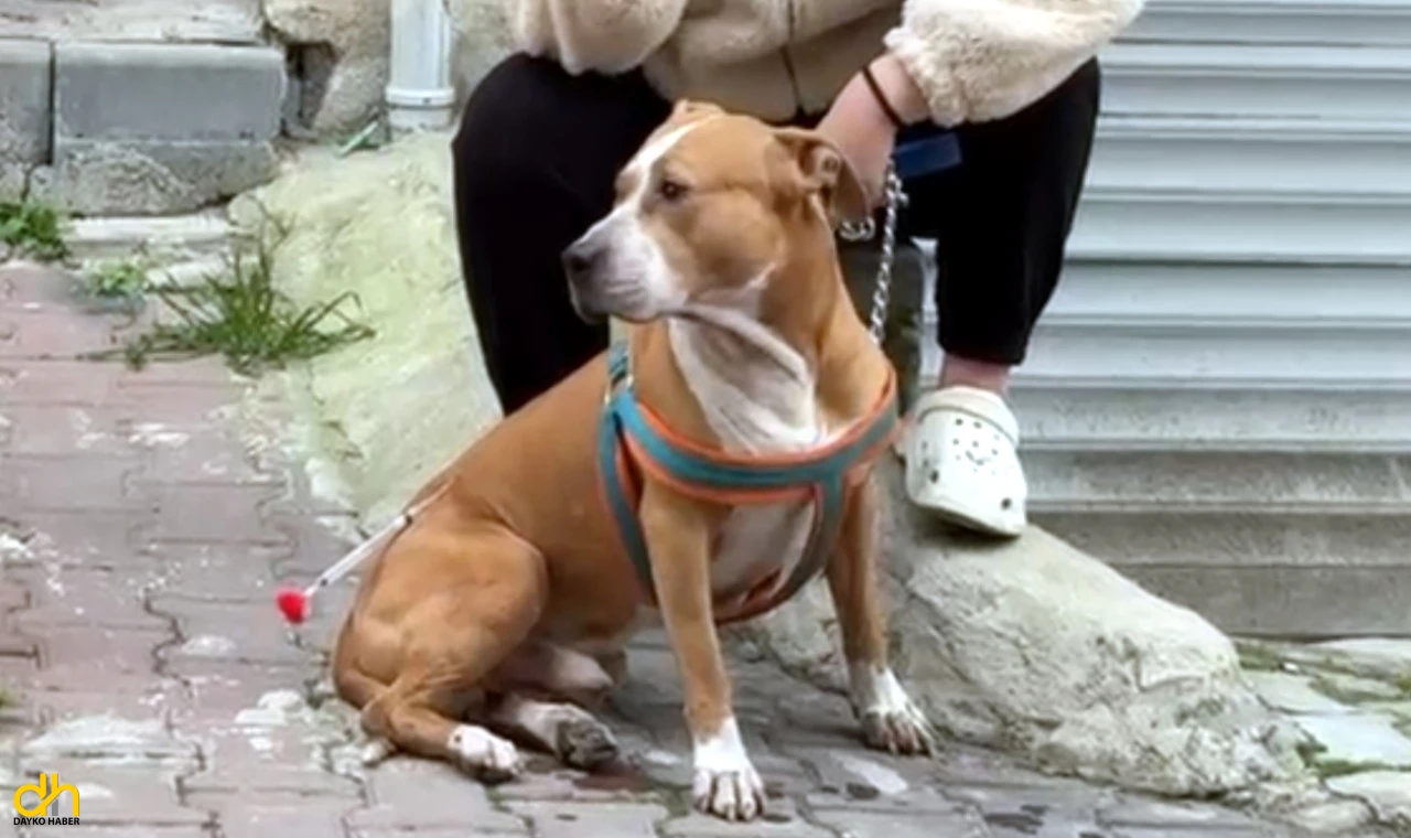 Pitbull’un saldırdığı ‘Reis’ isimli köpek, ağır yaralandı