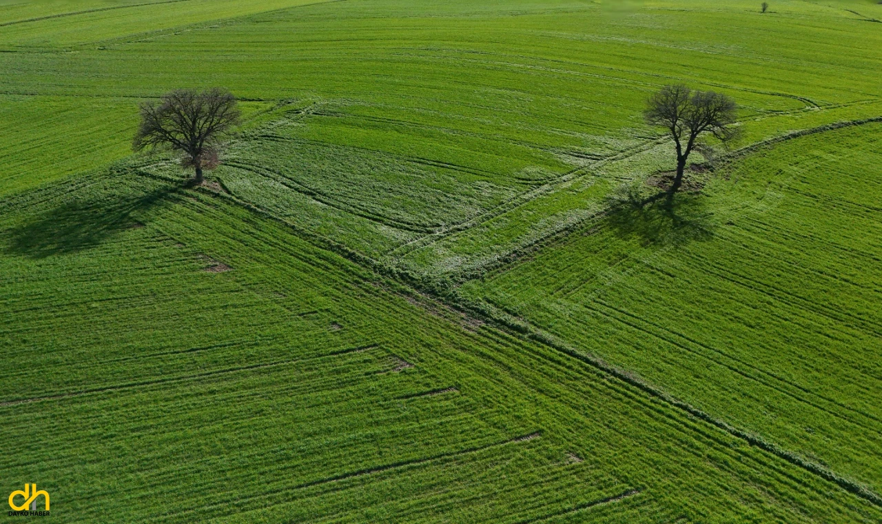 Yağışların ardından doğru tarım uygulamalarıyla yüksek rekolte bekleniyor