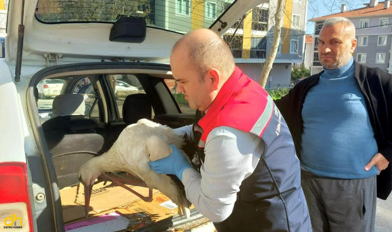 Yaralı bulduğu leyleği yetkililere teslim etti