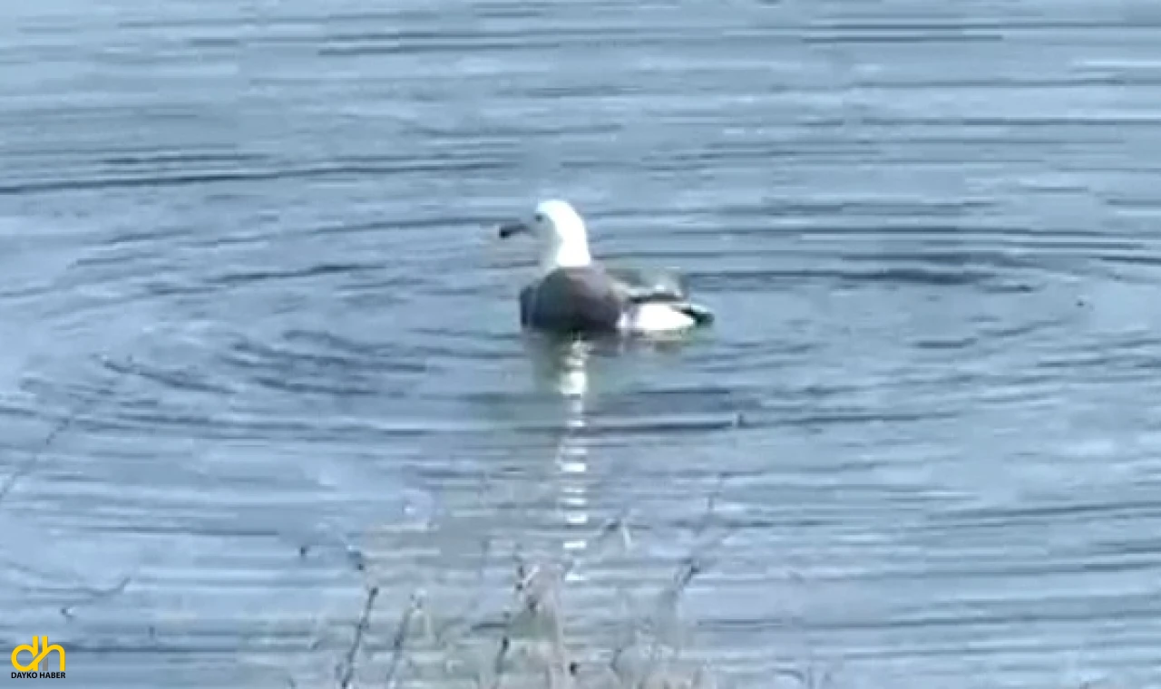 Yaralı martı, bakımının ardından doğaya bırakıldı