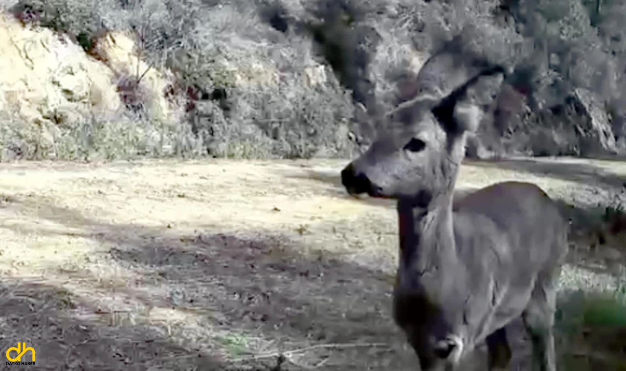 Ganos Dağı’nda yaban hayatı fotokapanlara takıldı