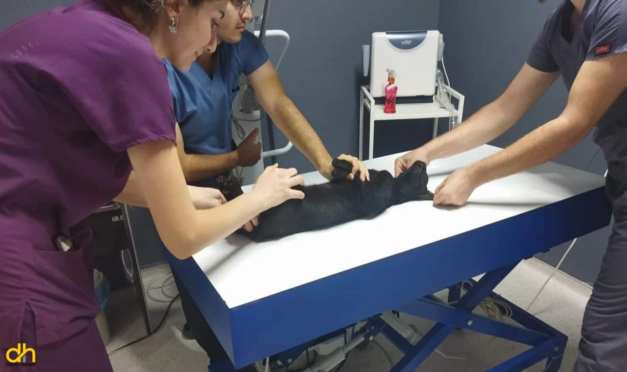 Sokak kedisini tüfekle öldüren şüpheliye hapis cezası