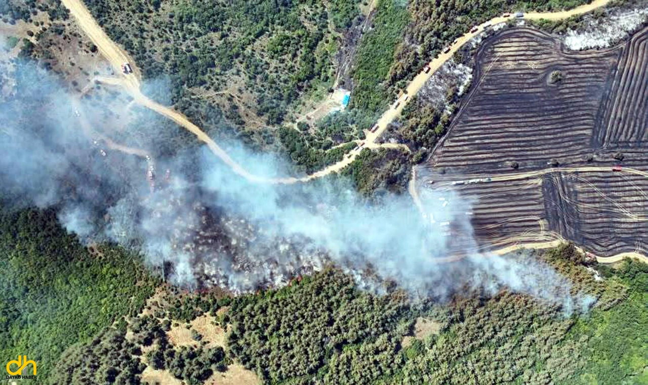 Anız yangını ormana sıçradı