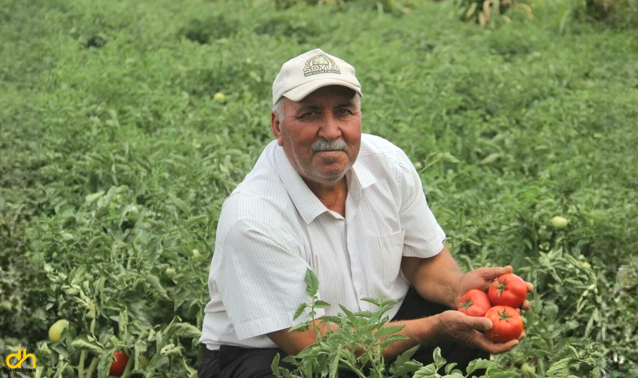 Köylerinde su olmadığı için başka köylerde domates yetiştiriyorlar