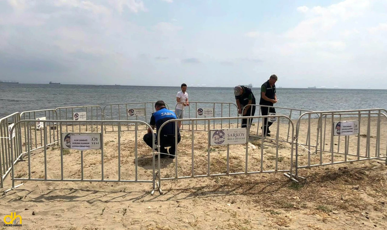 Şarköy sahilindeki kum zambakları korumaya alındı
