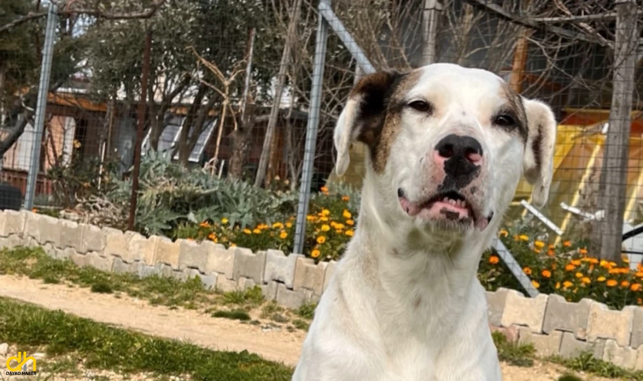Av tüfeğiyle öldürülen ‘Sütlaç’ için savcılığa suç duyurusu