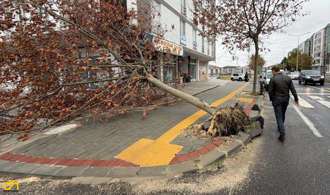 Eğitim uçuşları iptal edildi, balıkçılar denize açılamadı, ağaçlar yıkıldı
