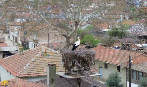 Leyla ile Mecnun, Yuvalarına Geldi