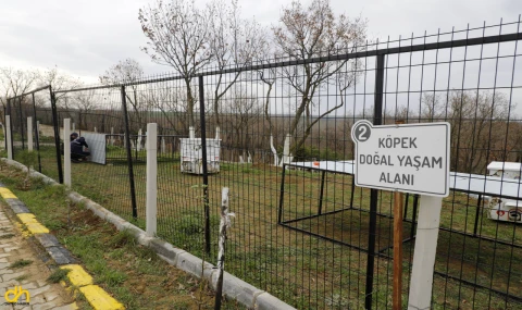 Sokak Hayvanları İçin 72 Dönümlük ‘Doğal Yaşam Alanı’ Oluşturuluyor