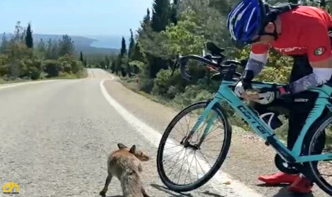 Aç tilkiyi eliyle besledi